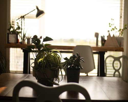 A clean, organized desk with plants and warm natural lighting